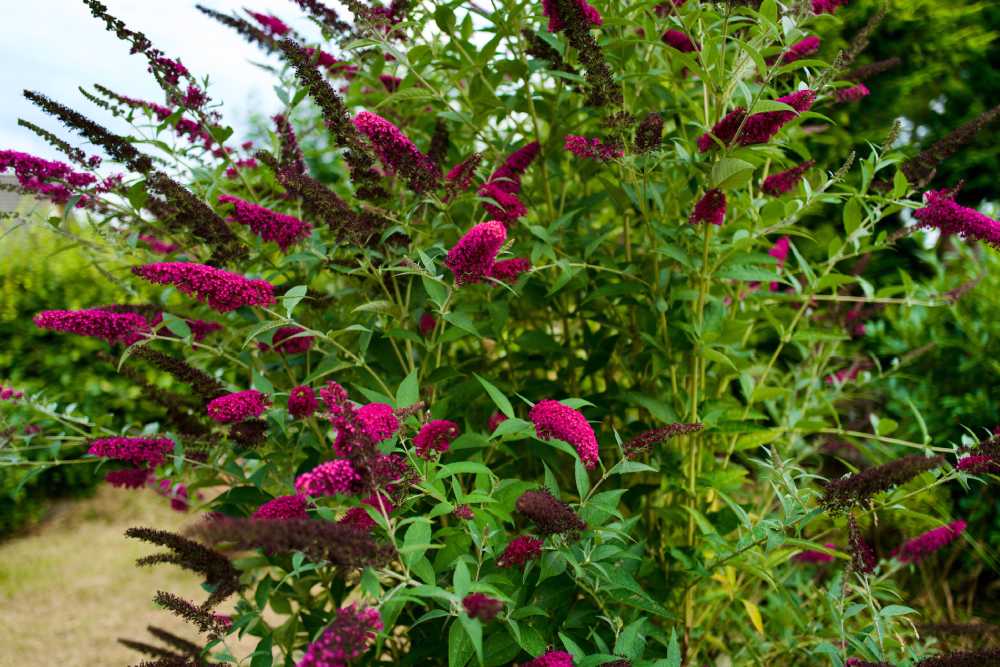 Ein Sommerflieder-Busch mit leuchtend pinken Blüten.